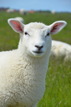 Sheep Mailings