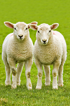 Sheep Mailings